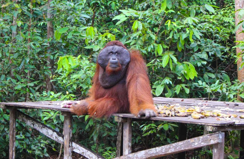 Why Tanjung Puting Is the Best Place to See Orangutans in the Wild