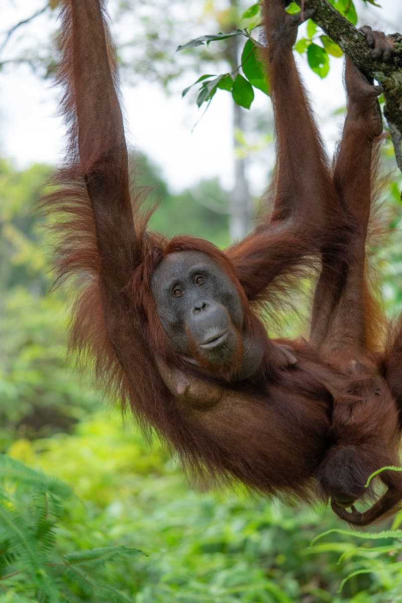 Galeri 4